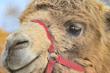 A close up portrait of a camel with a bridle.
