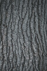 Vertical shot of a tree surface