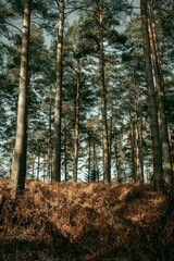 Vertical shot of the pine trees in the forest