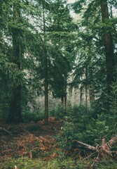 Fototapeta premium Vertical shot of the pine trees in the forest