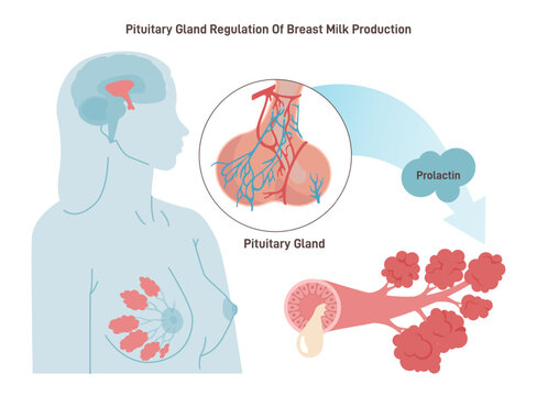 Pituitary gland' regulation of breast milk production. Hormonal control