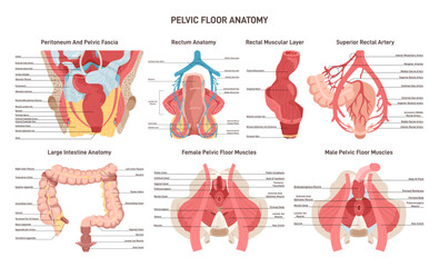 Pelvic floor anatomy. Rectum and colone blood supply, muscular
