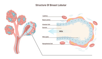 Anatomy of the female breast. Mammary gland duct and lobule structure - obrazy, fototapety, plakaty