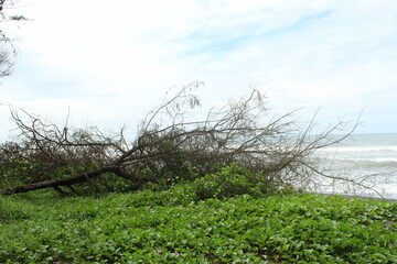A tree on the beach can be described as a picturesque scene where a tree, usually a palm tree, is...
