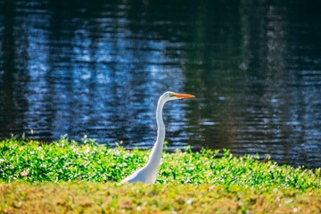 Closeup of a eastern great egret (Ardea alba modesta) on the bank of a river in a sunny day