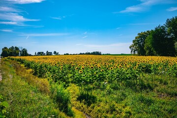 Drone shot of sunflower field under the blue sky, cool for background