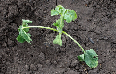 Dying watermelon seedling in the ground.
