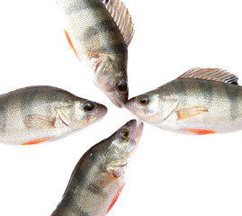Perch fish isolated on a white background.