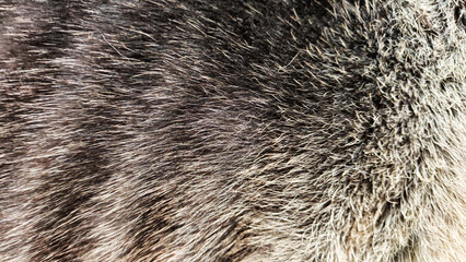 Background or texture of long animal hair. Dog fur with blur and partial focus