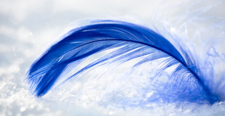Blue feather on white snow in winter. Close-up