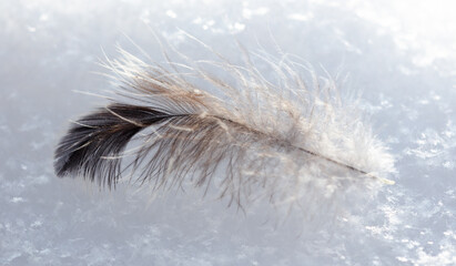 The bird's feather lies on the white snow. Macro