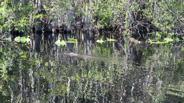 Wild alligator treading water in a swamp