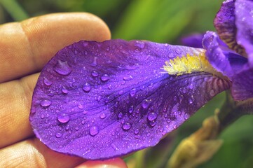 Huge purple iris flower petal covered with dew drops