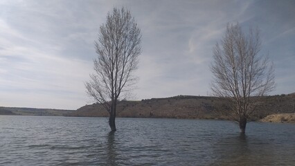 Arboles en el lago