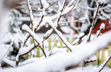 Tree branches in spring covered with snow, close up.