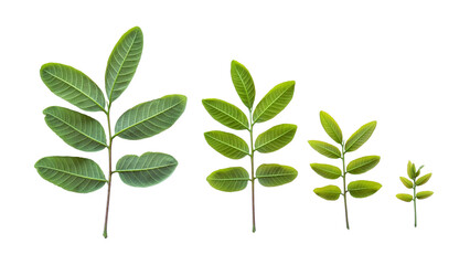 Fototapeta premium litchi sprouts and leaves isolated on white background