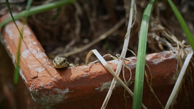 Cute lizard basking in the sun. Podarcis muralis, common garden reptile. Wall lizard, Lacertidae family. Close-up of small animal peeking out of den in spring. 4k 50fps macro stock footage.
