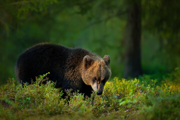 Portrait of a young Eurasian Brown bear in a forest