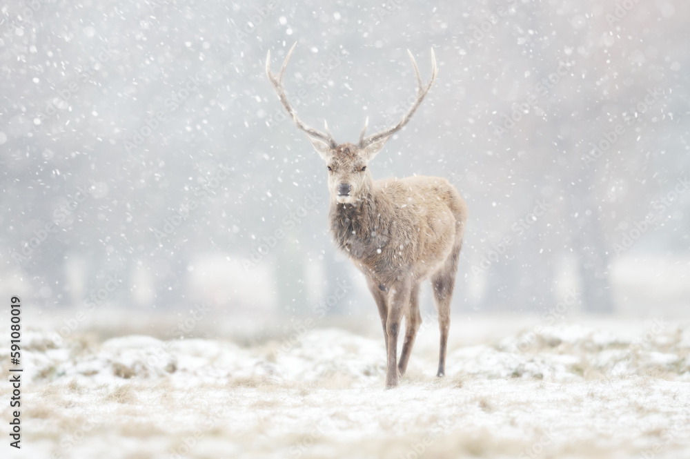 Wall mural red deer stag in the falling snow in winter
