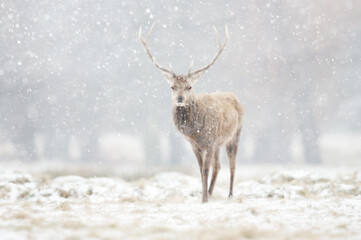 Red deer stag in the falling snow in winter