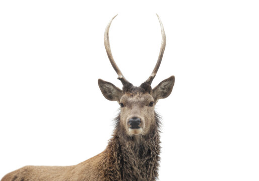 Portrait of a red deer stag on a white background