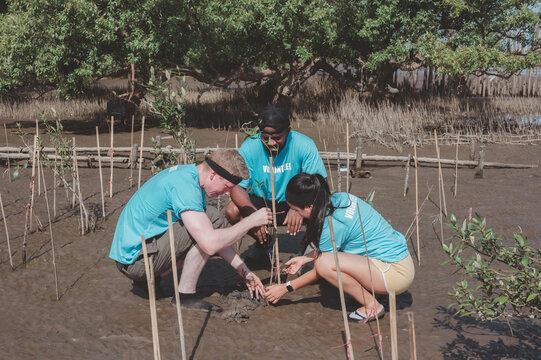 A group of people are planting mangrove saplings in the middle of the mangrove forest.