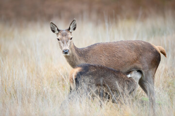 Red deer hind feeding her calf