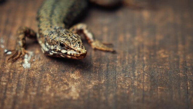 Cute lizard basking in the sun. Podarcis muralis, common garden reptile. Wall lizard, Lacertidae family. Close-up of small animal peeking out of den in spring. 4k 50fps macro stock footage.
