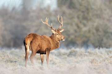 Close up of a Red deer stag in winter