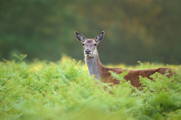 Close up of a red deer hind in spring