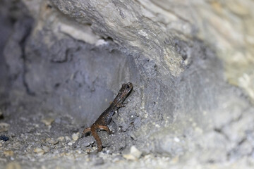The Italian cave salamander (Speleomantes italicus) is a species of salamander in the family Plethodontidae. Endemic to Italy.