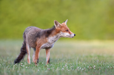 Red fox in a meadow in spring