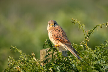 Common kestrel perched on a post in summer