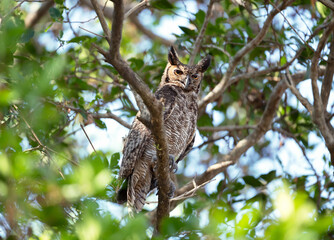 Close up of Great horned owl perched in a tree