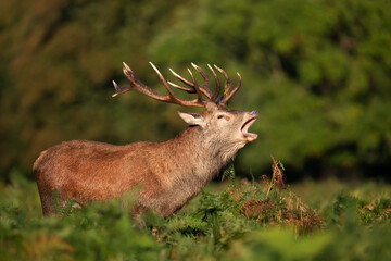 Red deer stag calling during rutting season in autumn