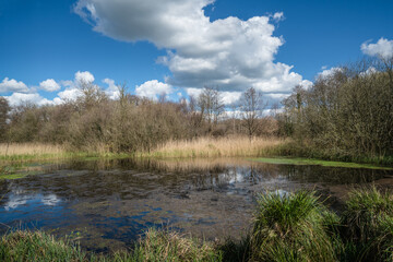 Obraz premium Bishop's Waltham Moors, Hampshire, a 28-sectare site of Special Scientific Interest