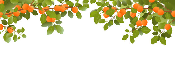 Tree branches apricot with ripe fruits on top of picture frame. Garden plant with edible harvest. Branch with foliage and leaves. Isolated on white background. Vector