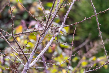 Pájaro posado en una rama.