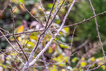 Pájaro posado en una rama.