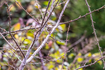 Pájaro posado en una rama.