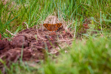 Mariposa en un huerto rural.