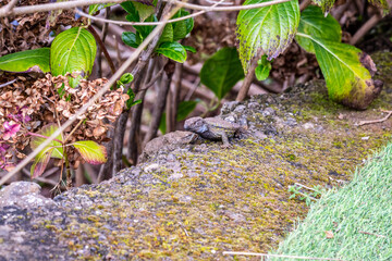 Lagarto en un huerto rural.