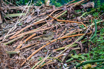 Pájaro posado en una rama.