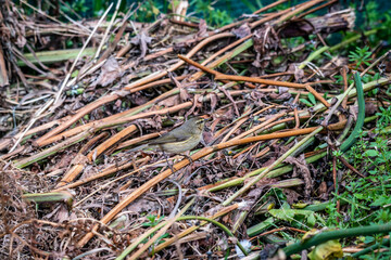 Pájaro posado en una rama.