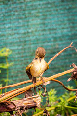 Pájaro posado en una rama.