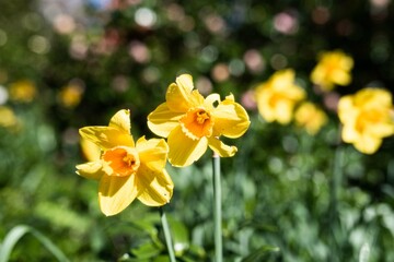 yellow daffodils in the garden in spring