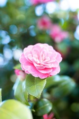 pink rose in a botanical garden