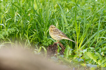 Goldammer (Emberiza citrinella)