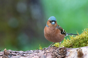 Buchfink (Fringilla coelebs)