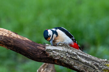 Buntspecht (Dendrocopos major)